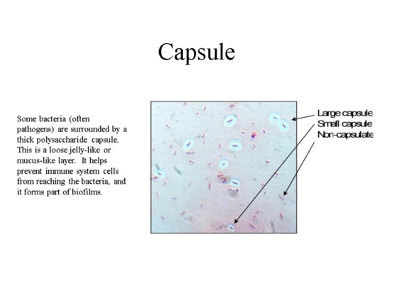 Capsule Some bacteria (often pathogens) are surrounded by a thick polysaccharide capsule.  This